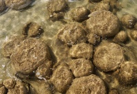 AUS - Thrombolites o2895